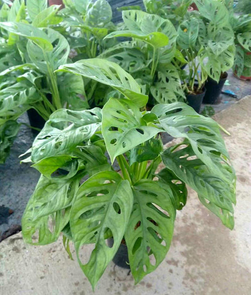 仙洞龟背竹盆栽可水培小巨洞龟背竹爬藤垂吊绿植室内好养