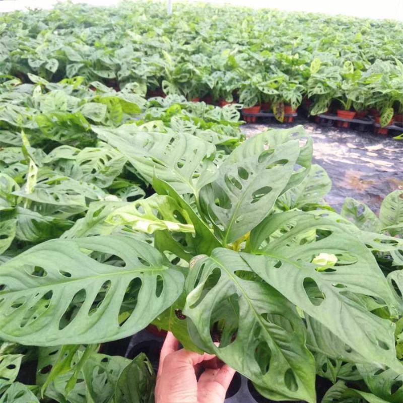 仙洞龟背竹盆栽可水培小巨洞龟背竹爬藤垂吊绿植室内好养