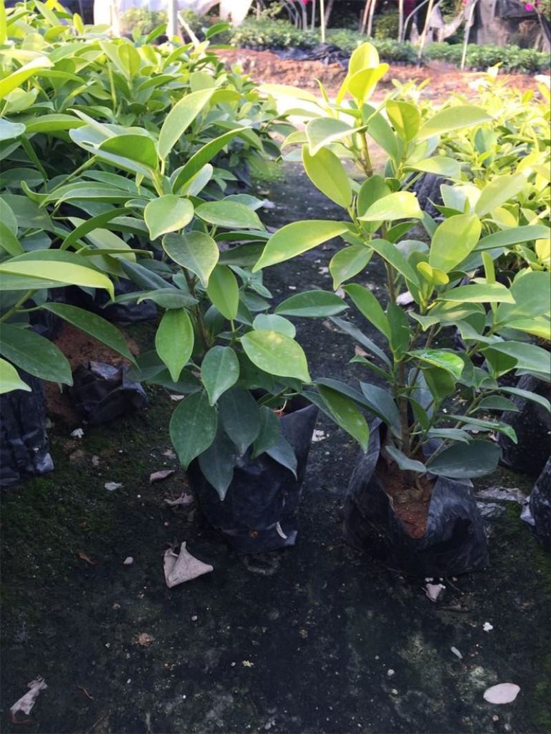绿植盆栽榕树盆景黄金榕庭院绿化苗彩色苗木金叶榕四季常青