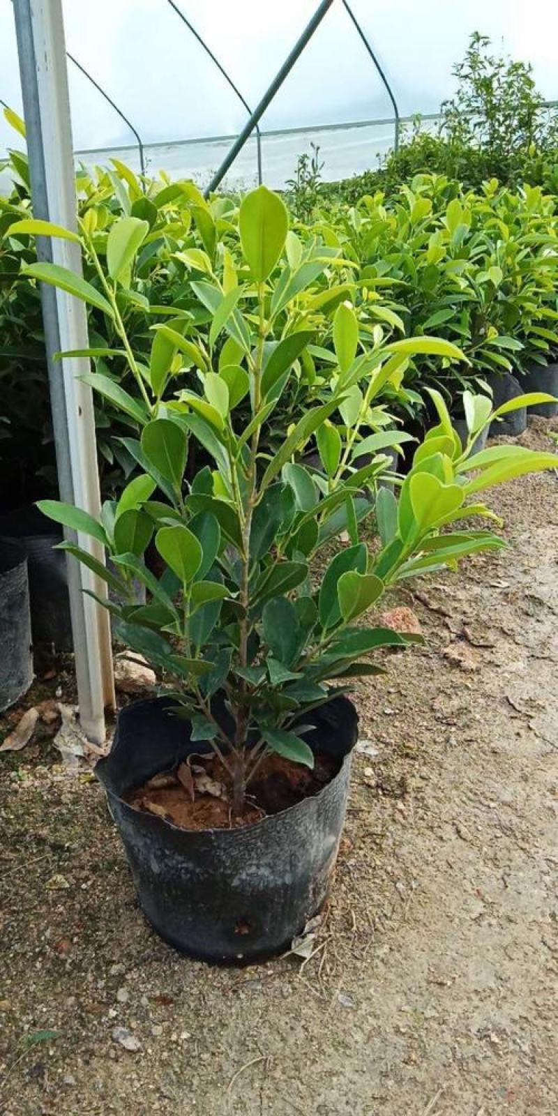 绿植盆栽榕树盆景黄金榕庭院绿化苗彩色苗木金叶榕四季常青