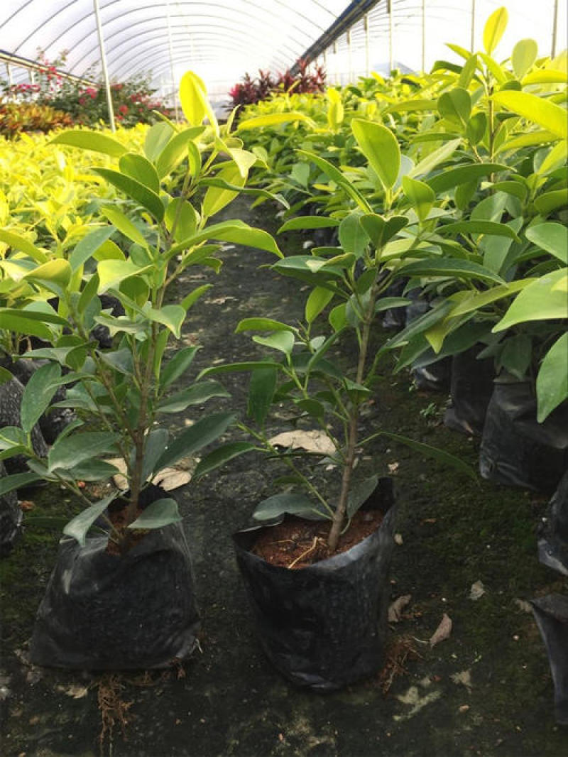 绿植盆栽榕树盆景黄金榕庭院绿化苗彩色苗木金叶榕四季常青