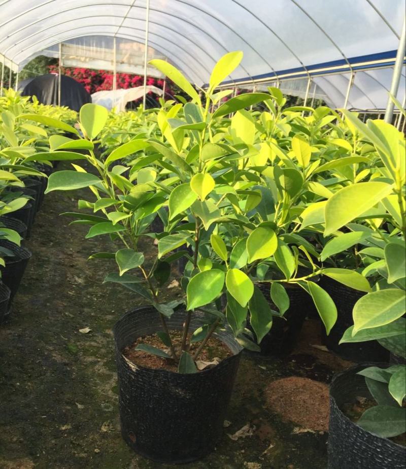 绿植盆栽榕树盆景黄金榕庭院绿化苗彩色苗木金叶榕四季常青