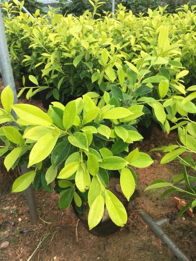 绿植盆栽榕树盆景黄金榕庭院绿化苗彩色苗木金叶榕四季常青