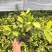 绿植盆栽榕树盆景黄金榕庭院绿化苗彩色苗木金叶榕四季常青