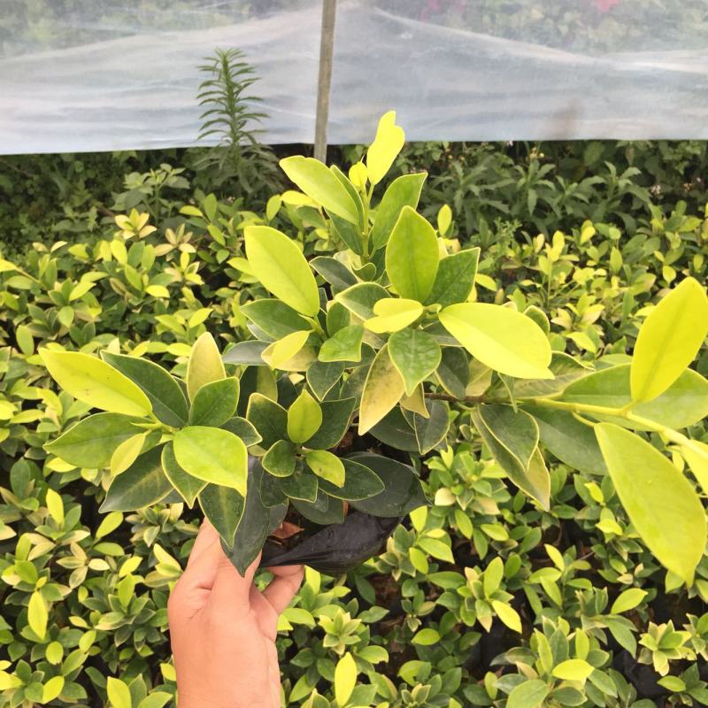 绿植盆栽榕树盆景黄金榕庭院绿化苗彩色苗木金叶榕四季常青