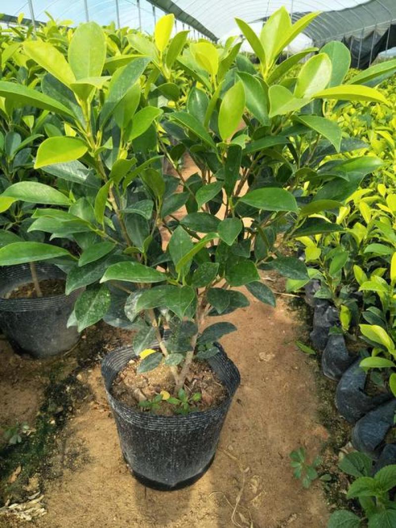 绿植盆栽榕树盆景黄金榕庭院绿化苗彩色苗木金叶榕四季常青
