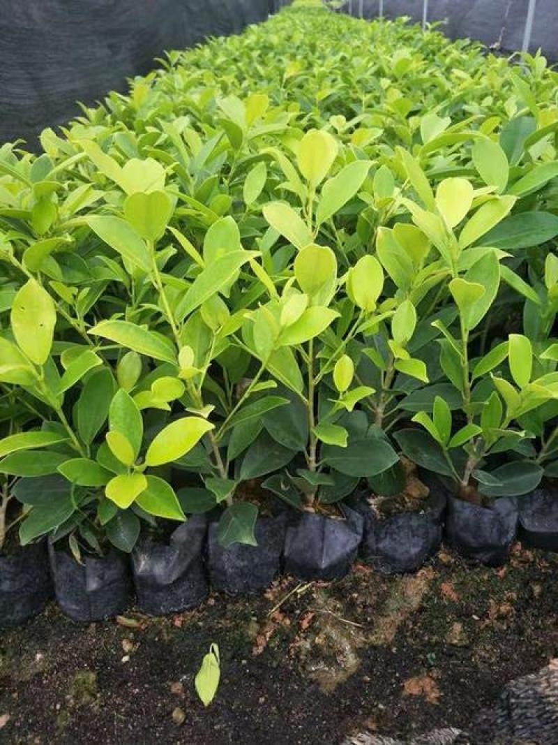 绿植盆栽榕树盆景黄金榕庭院绿化苗彩色苗木金叶榕四季常青