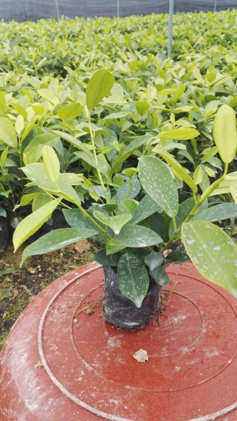 绿植盆栽榕树盆景黄金榕庭院绿化苗彩色苗木金叶榕四季常青