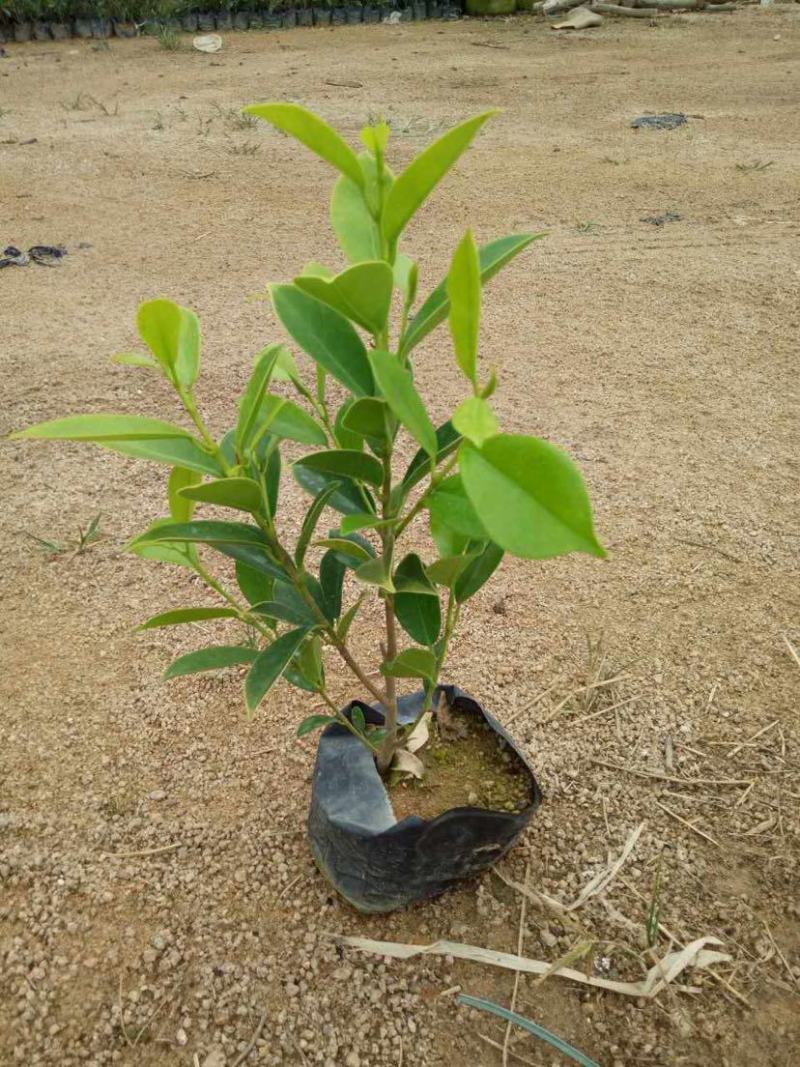 绿植盆栽榕树盆景黄金榕庭院绿化苗彩色苗木金叶榕四季常青