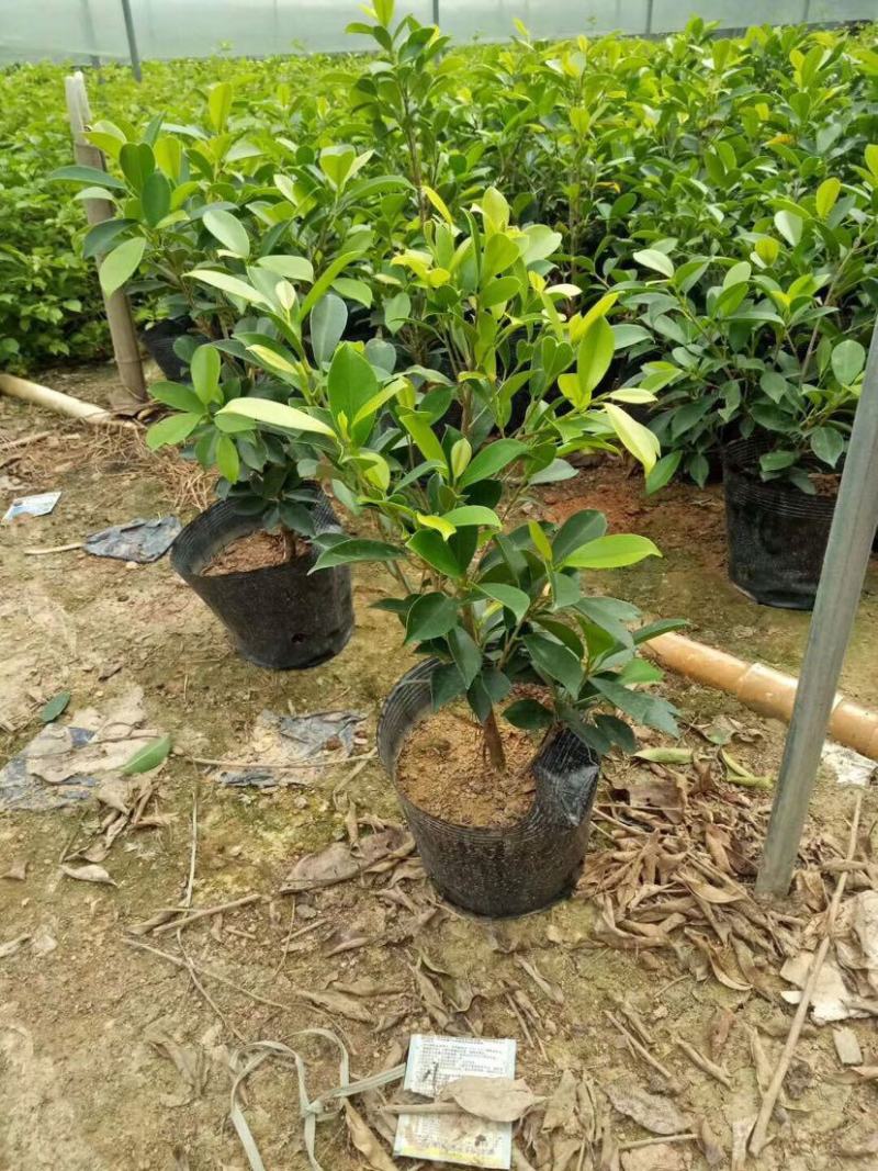 绿植盆栽榕树盆景黄金榕庭院绿化苗彩色苗木金叶榕四季常青