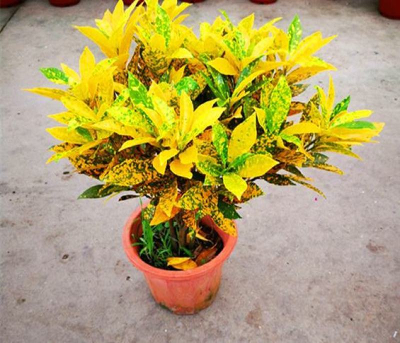 黄金树室内绿植花卉盆栽好养客厅植物除甲醛四季易活