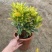 黄金树室内绿植花卉盆栽好养客厅植物除甲醛四季易活
