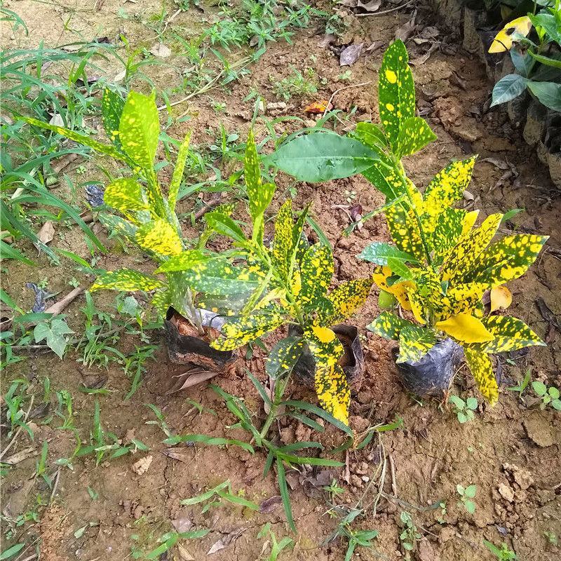 黄金树室内绿植花卉盆栽好养客厅植物除甲醛四季易活