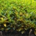 黄金树室内绿植花卉盆栽好养客厅植物除甲醛四季易活