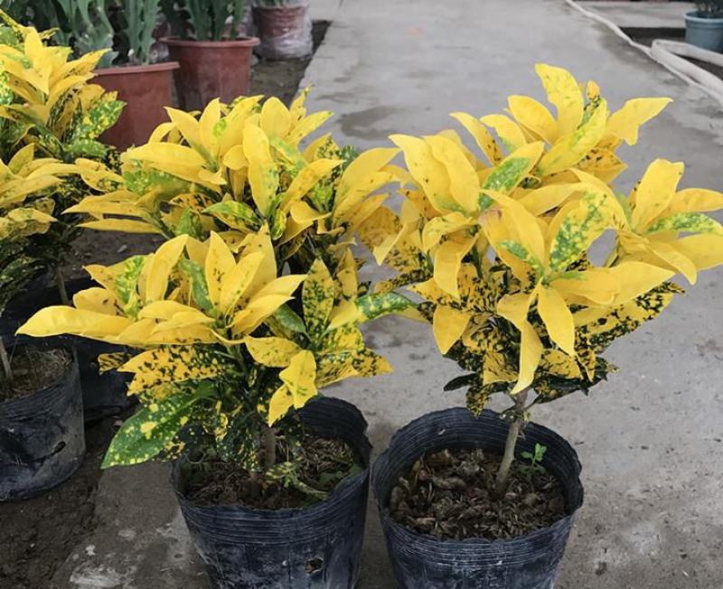 黄金树室内绿植花卉盆栽好养客厅植物除甲醛四季易活