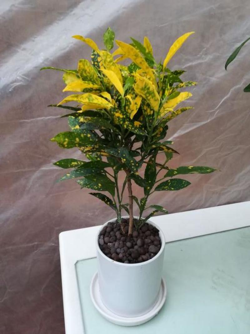黄金树室内绿植花卉盆栽好养客厅植物除甲醛四季易活