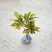 黄金树室内绿植花卉盆栽好养客厅植物除甲醛四季易活