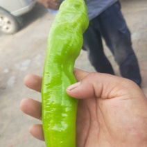 大棚辣椒