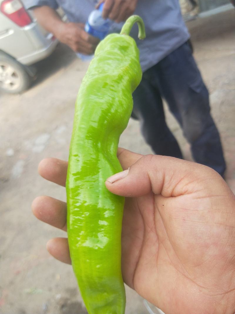 露天辣椒