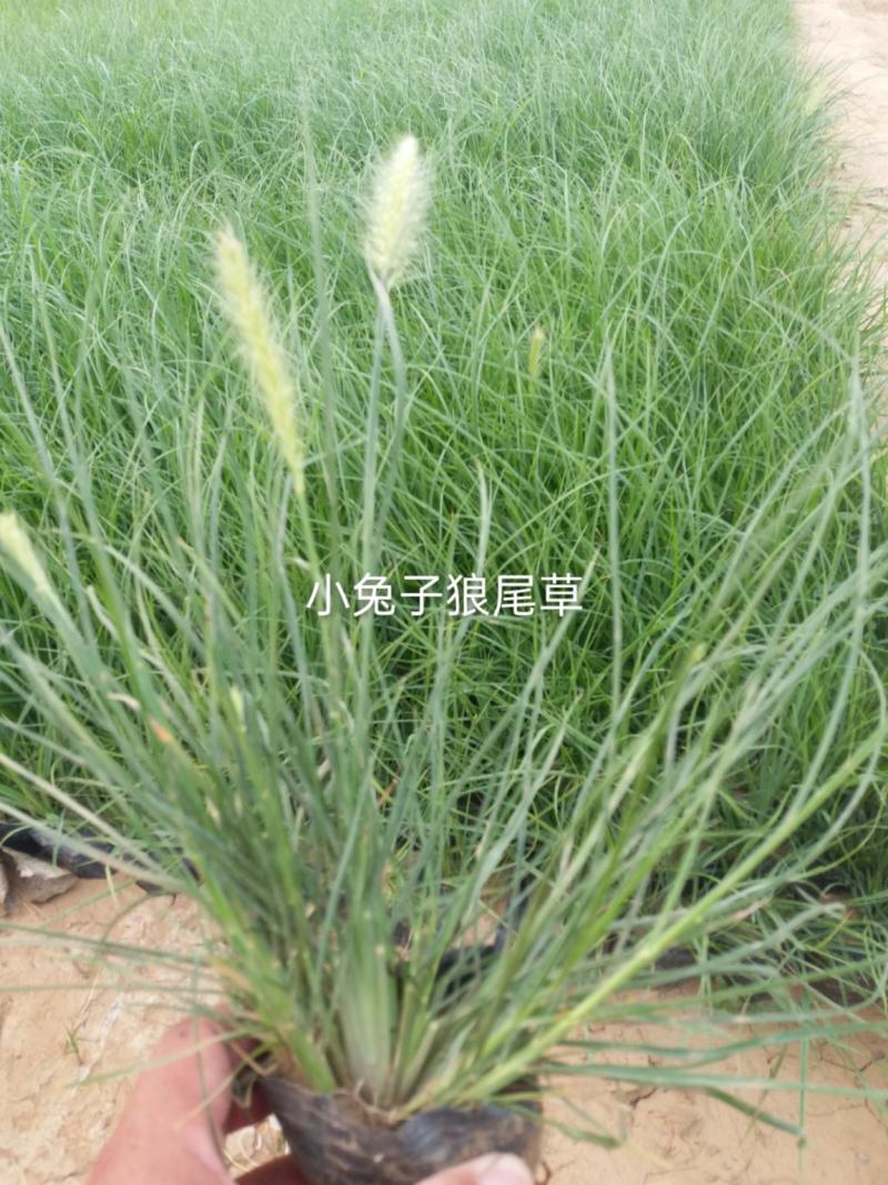 苗圃直销小兔子狼尾草盆栽小兔子狼尾草小兔子狼尾草基地狼尾