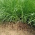 苗圃直销小兔子狼尾草盆栽小兔子狼尾草小兔子狼尾草基地狼尾