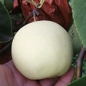 雪清梨大量成熟