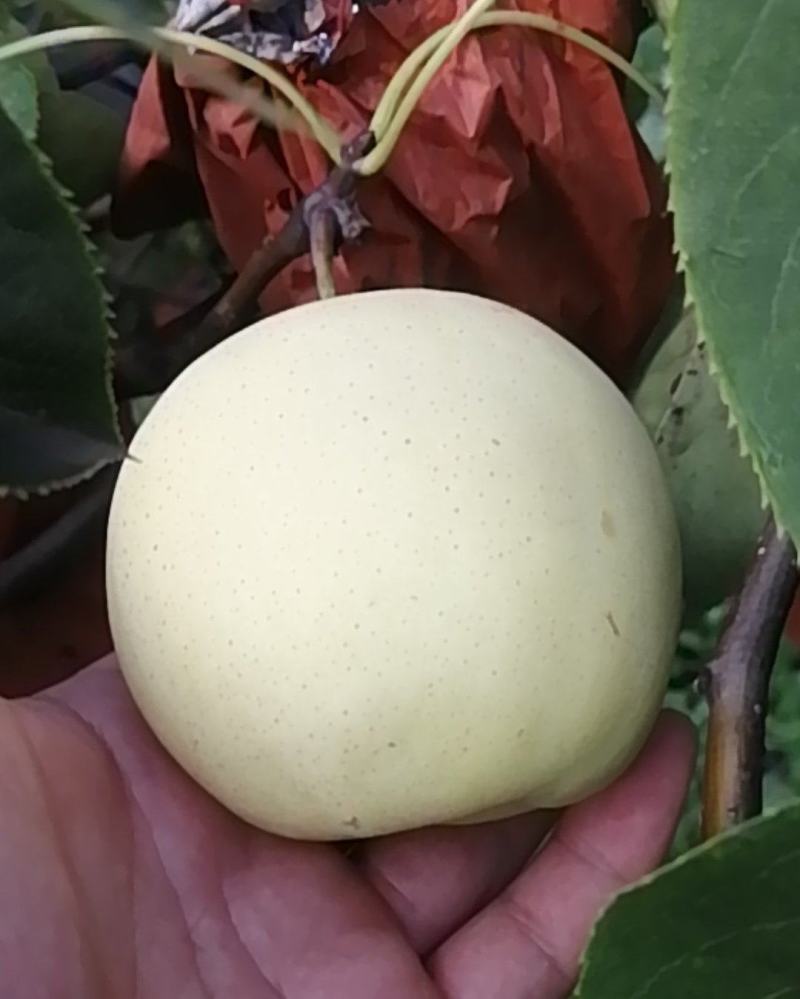 雪清梨大量成熟