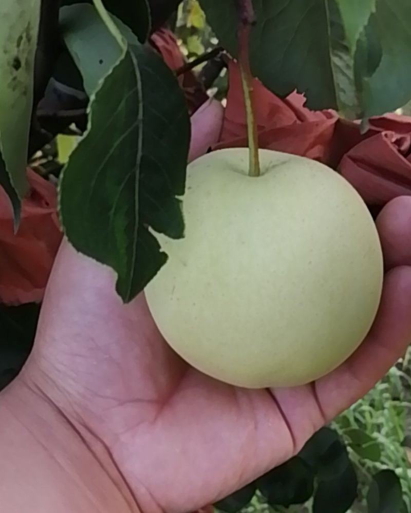 雪清梨大量成熟