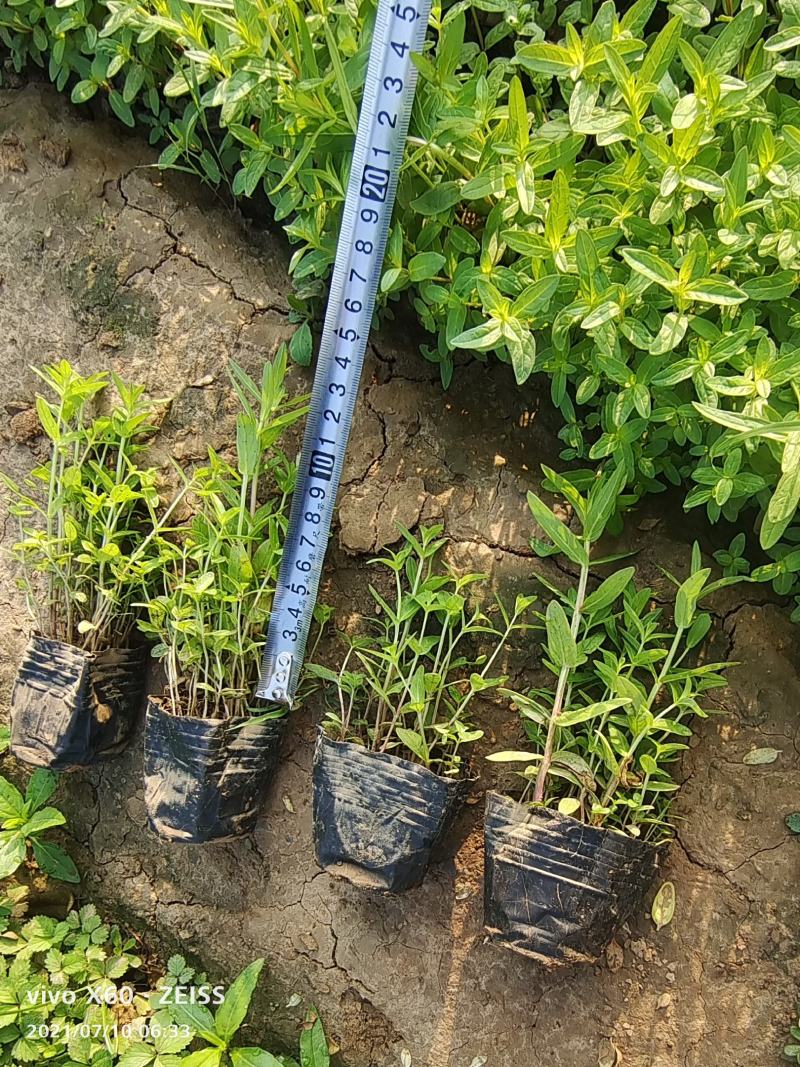 千屈菜自有基地种植可陆地栽植也可水里种植