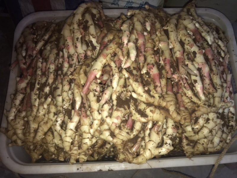 仔姜，菜姜，量大从优，质量上城