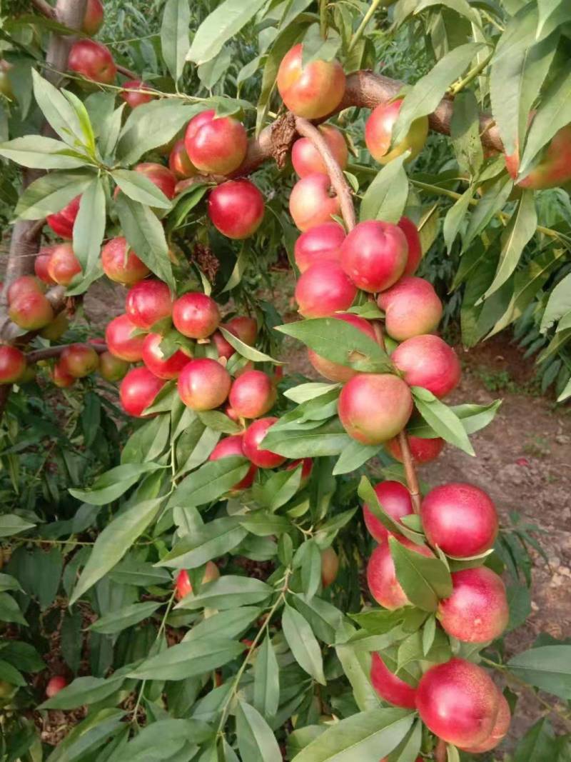 珍珠枣油桃