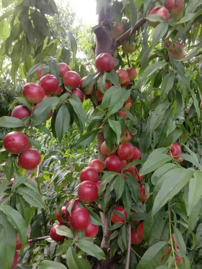 珍珠枣油桃