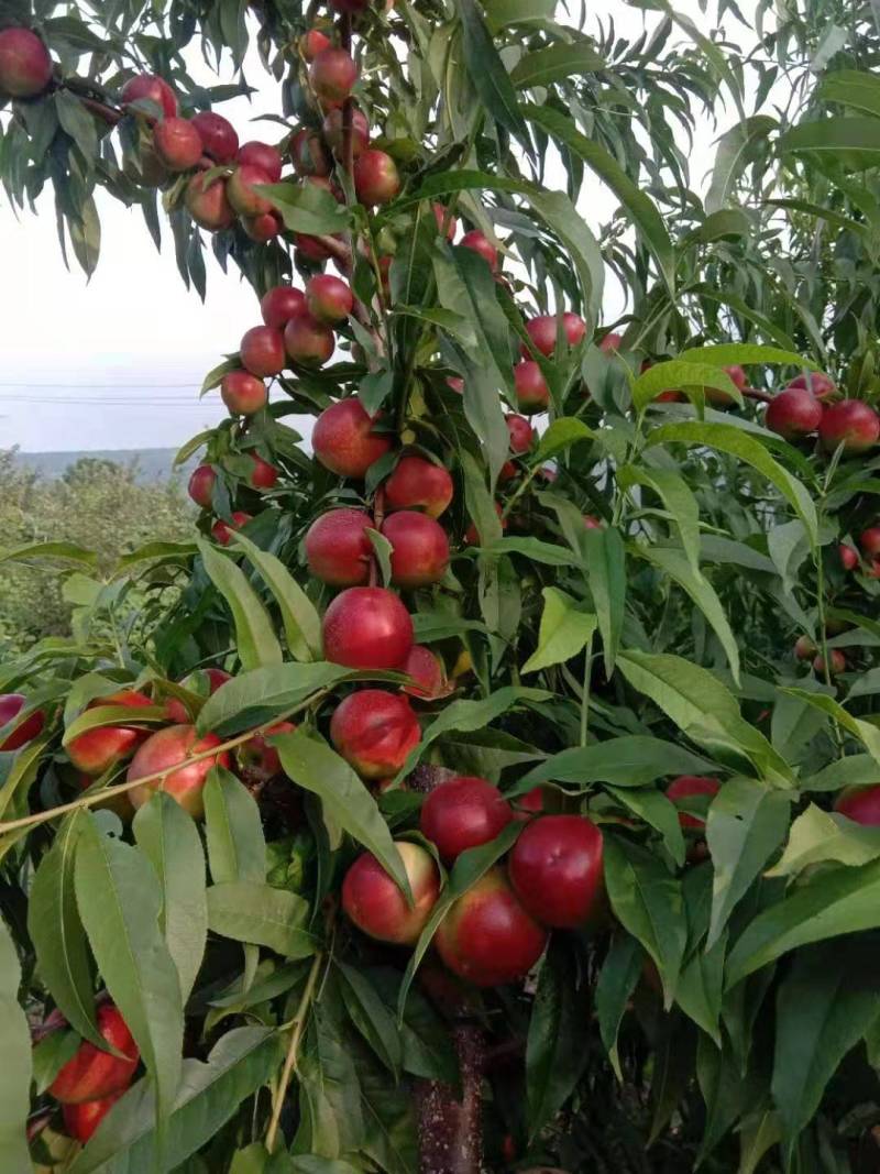 珍珠枣油桃