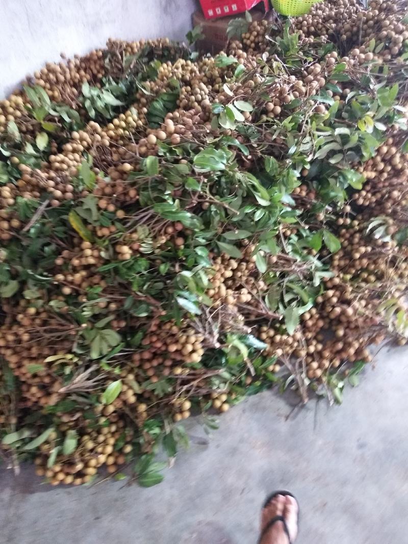 茂名原产地精品龙眼大量上市，承接全国各地采购商前来定购，