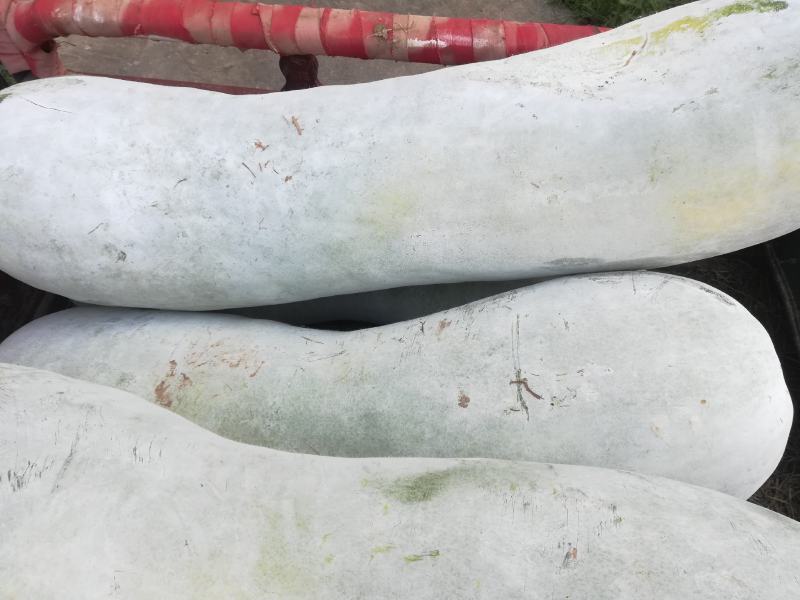 质量好的白皮地冬瓜