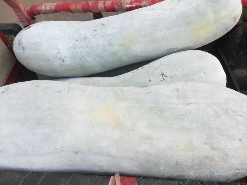 质量好的白皮地冬瓜
