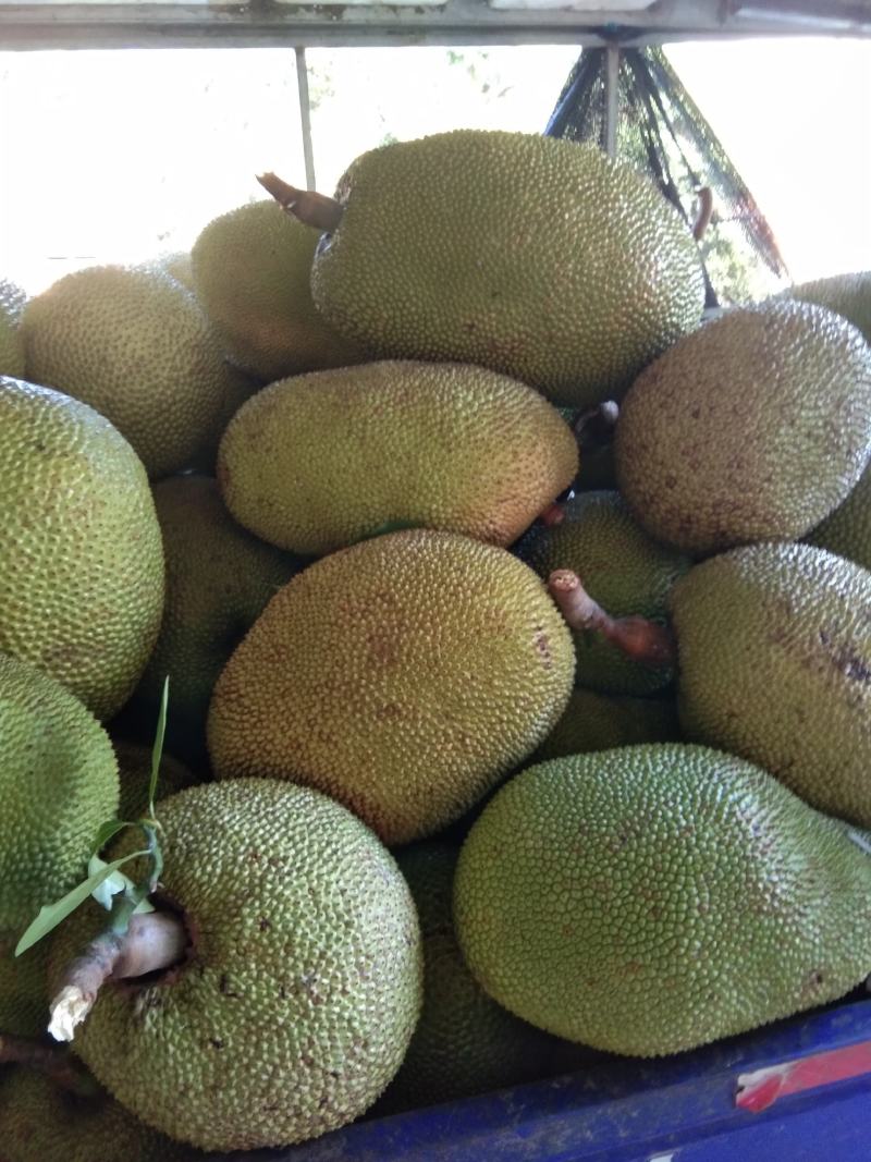 产地大量特产精品广东菠萝蜜
