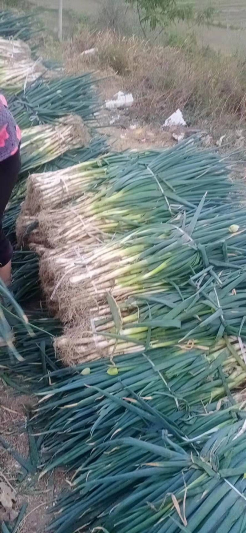 长白大葱