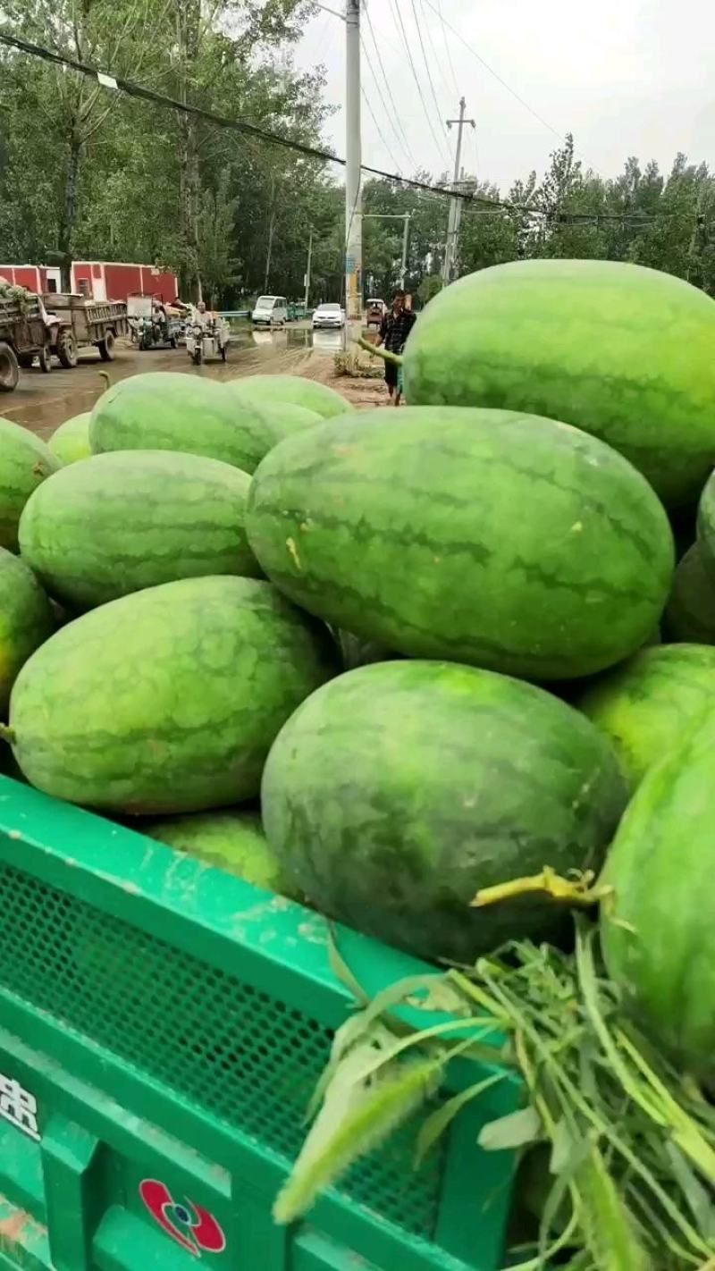 龙卷风自生苗，货源充足。