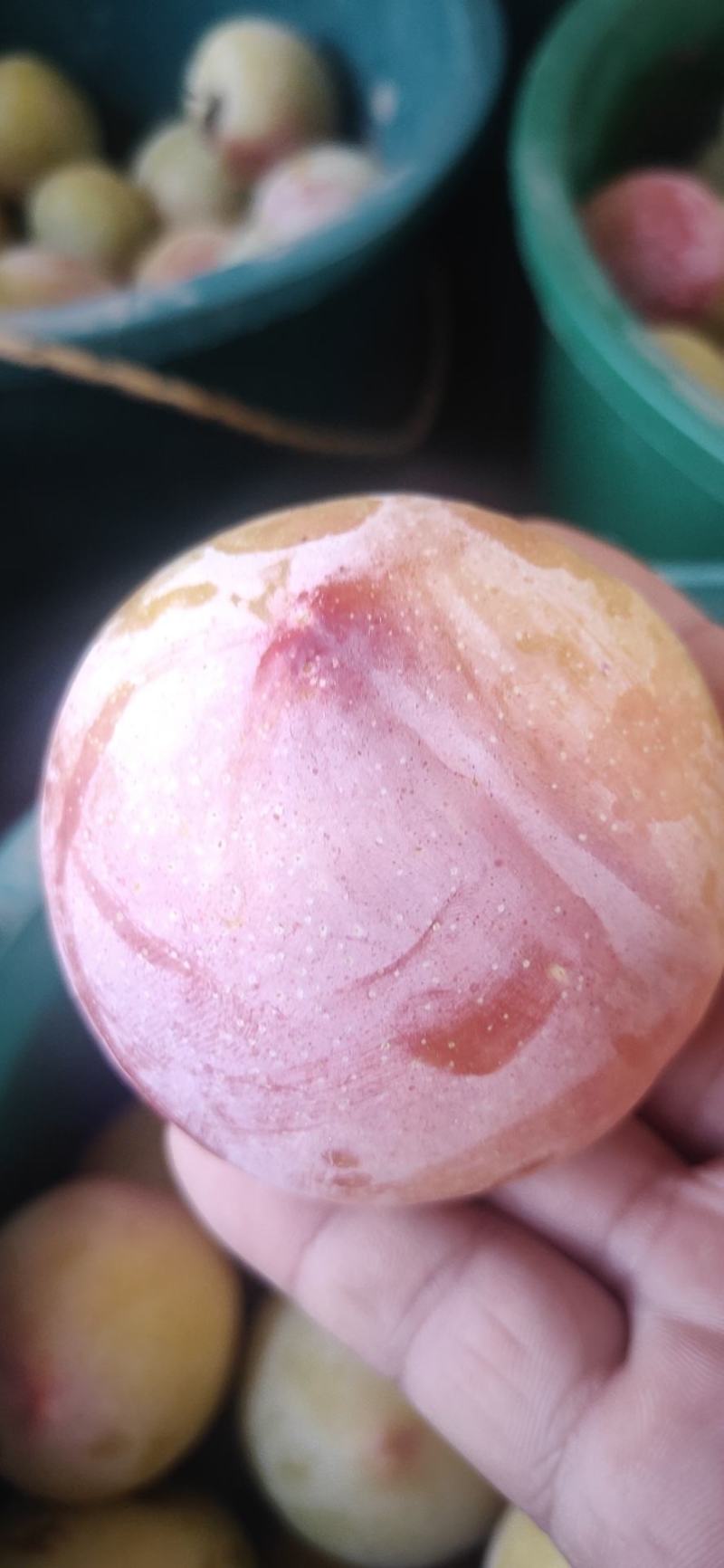 前卫红李子，陕西前卫红李子，前卫红李子价格，红李子产地