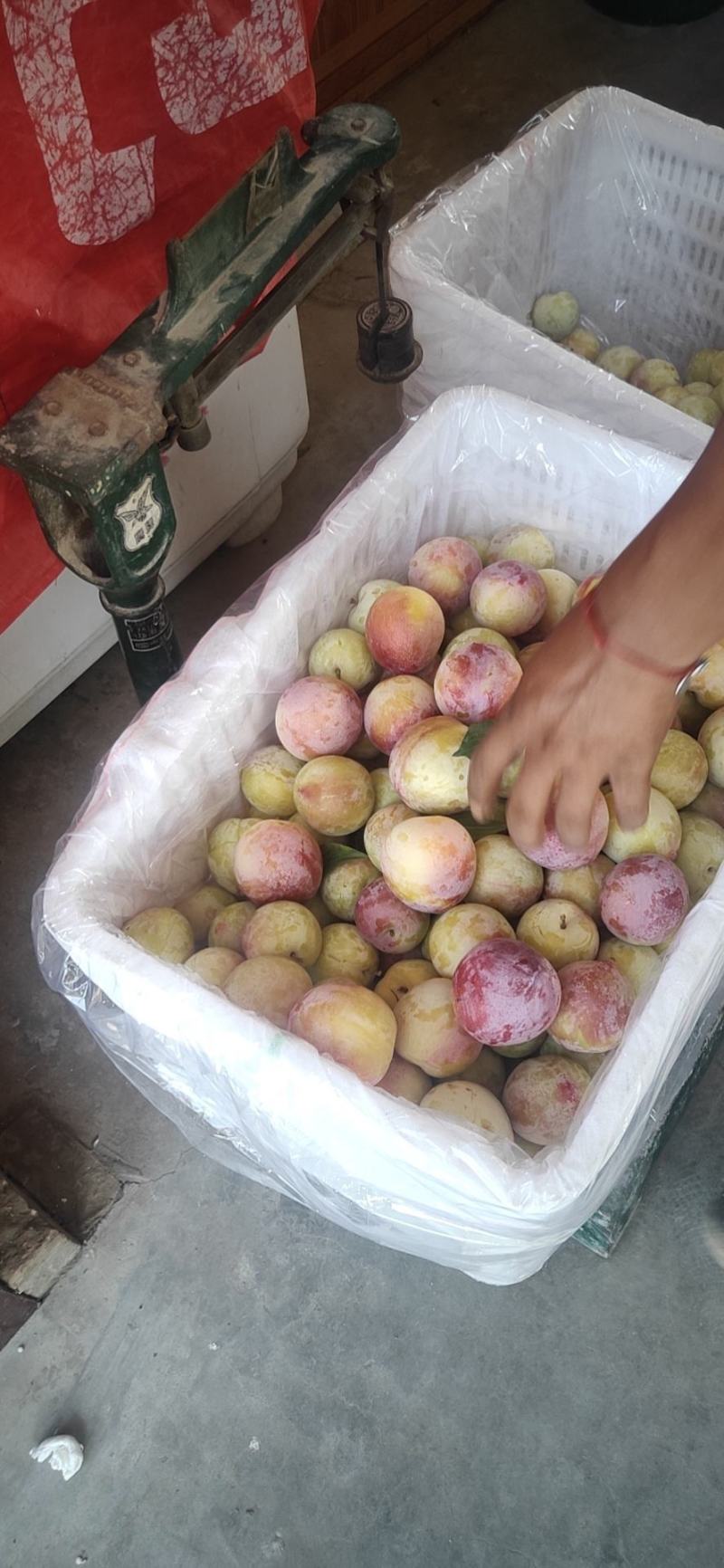 前卫红李子，陕西前卫红李子，前卫红李子价格，红李子产地