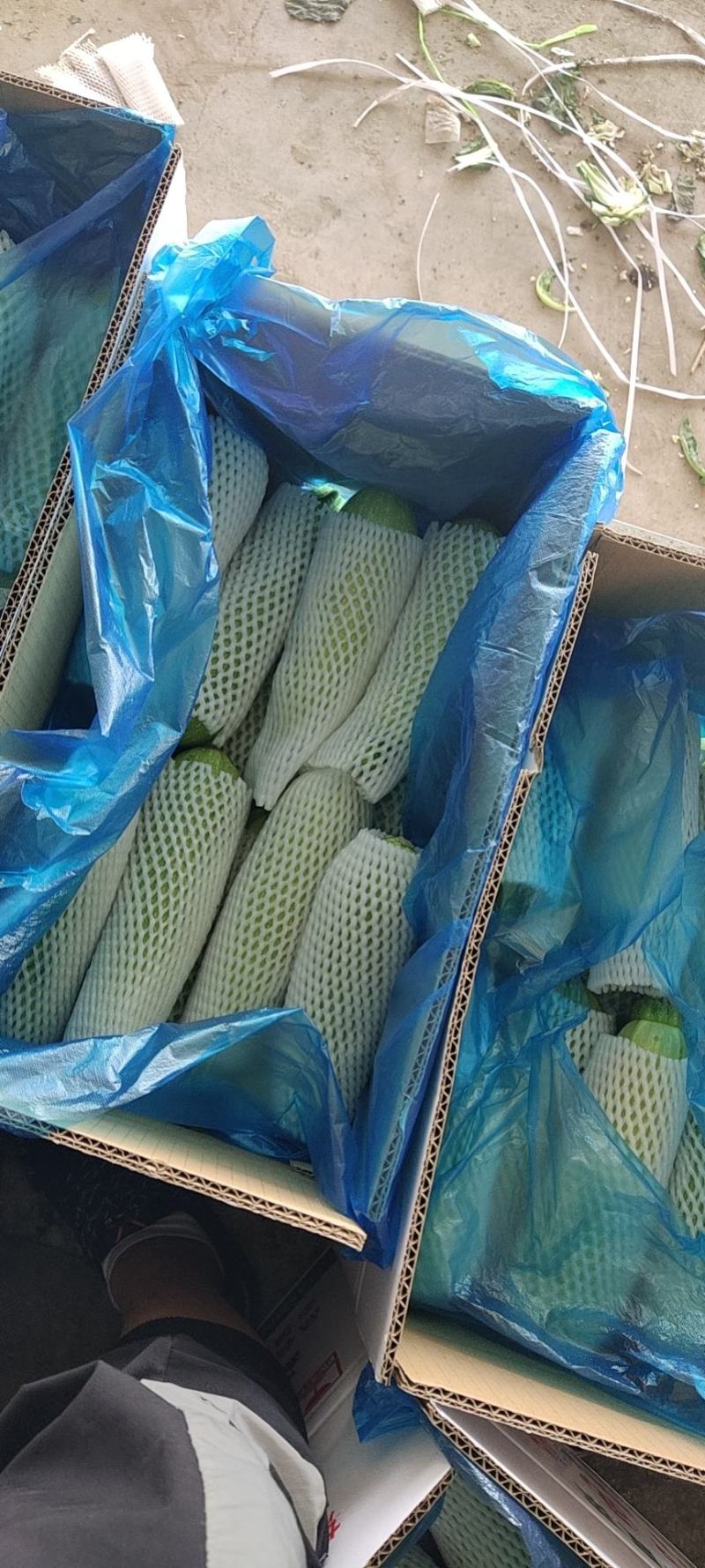 西葫芦大量有货，需要的联系