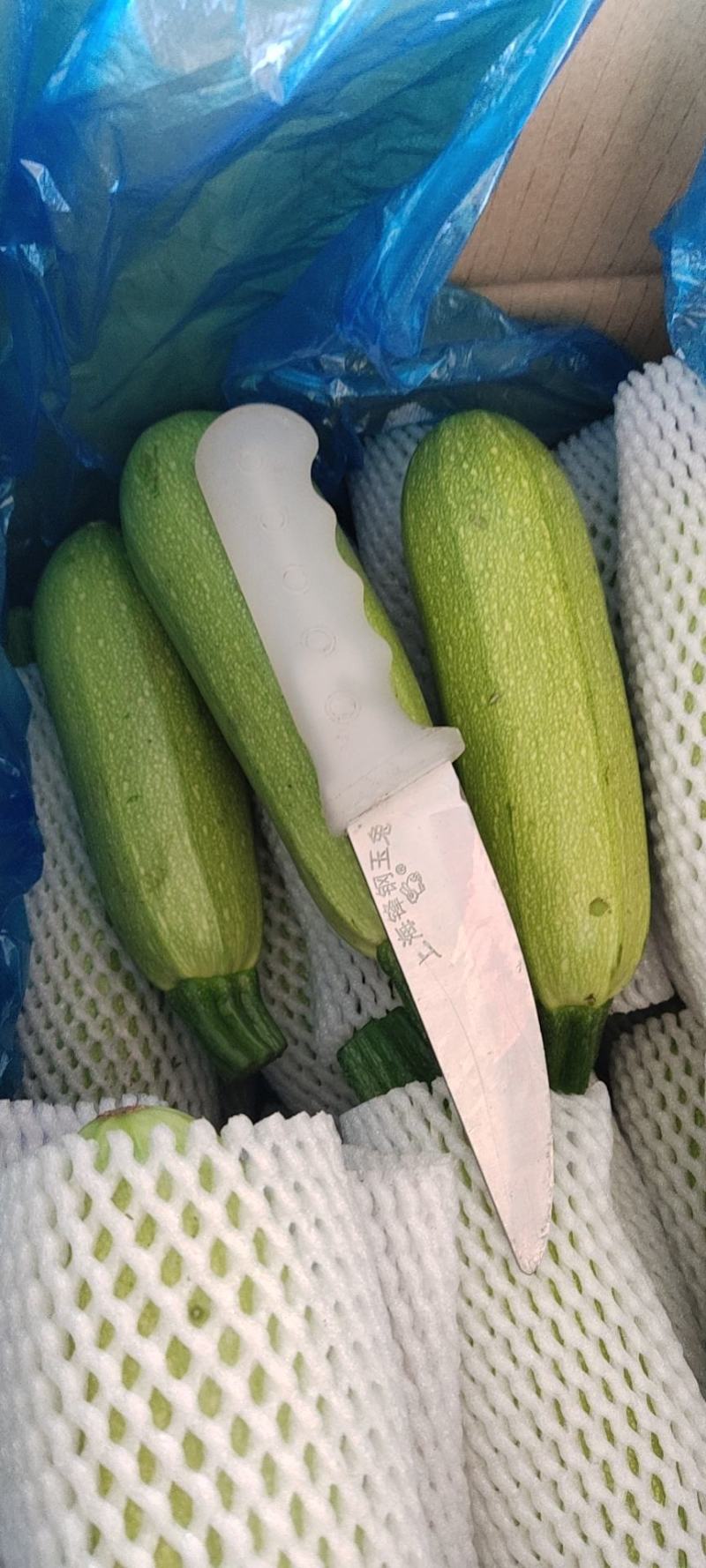 西葫芦大量有货，需要的联系