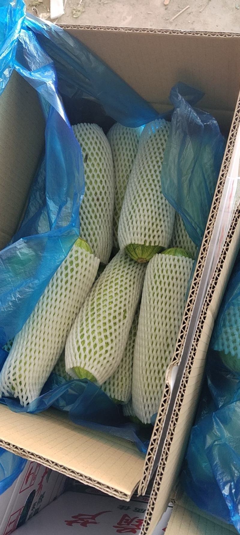 西葫芦大量有货，需要的联系