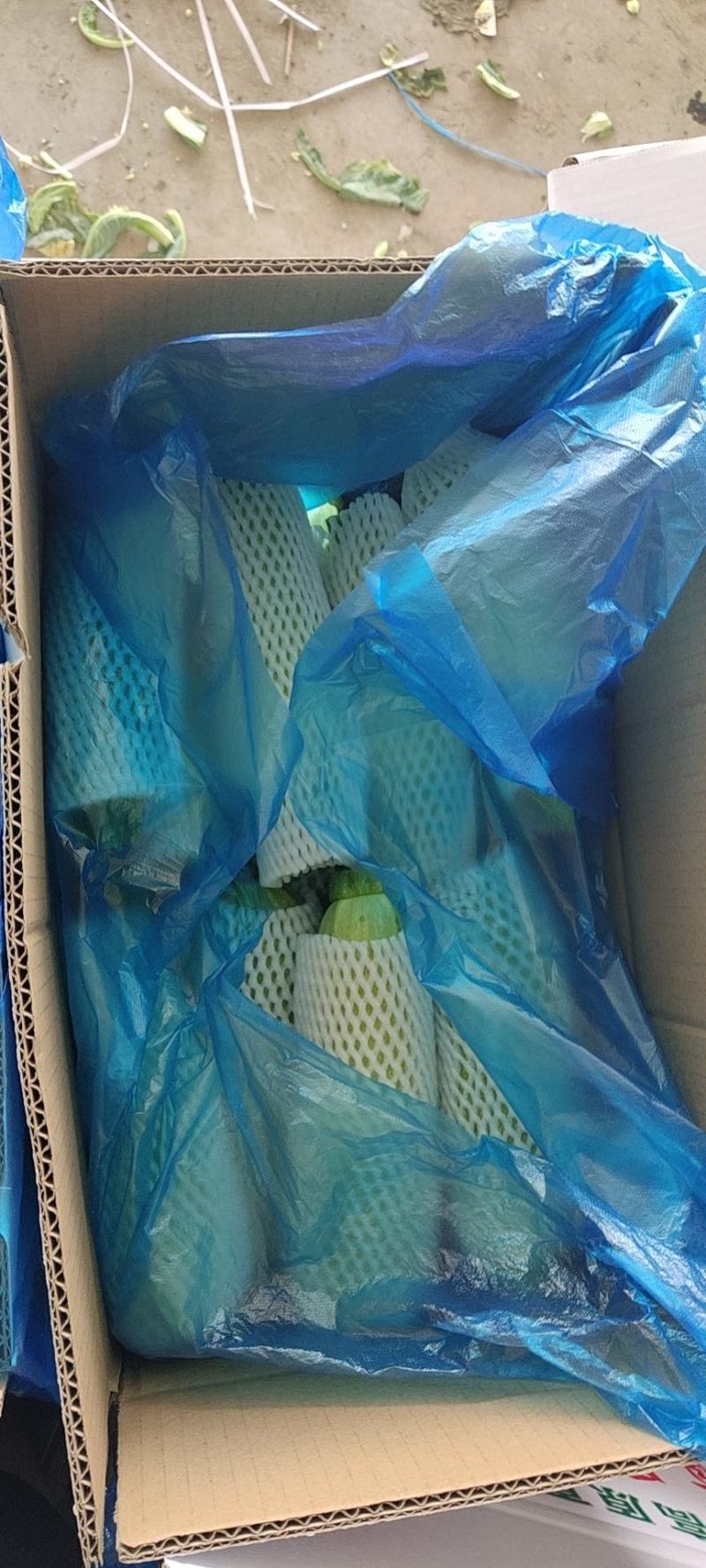 西葫芦大量有货，需要的联系