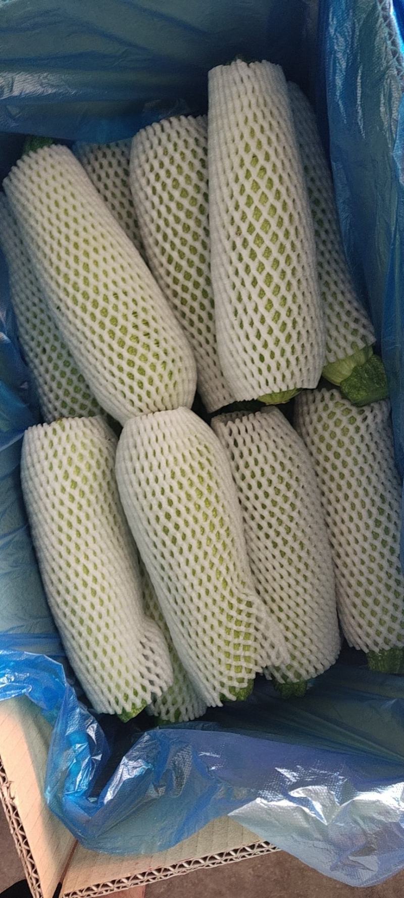 西葫芦大量有货，需要的联系