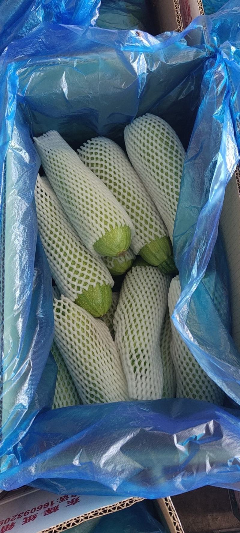 西葫芦大量有货，需要的联系