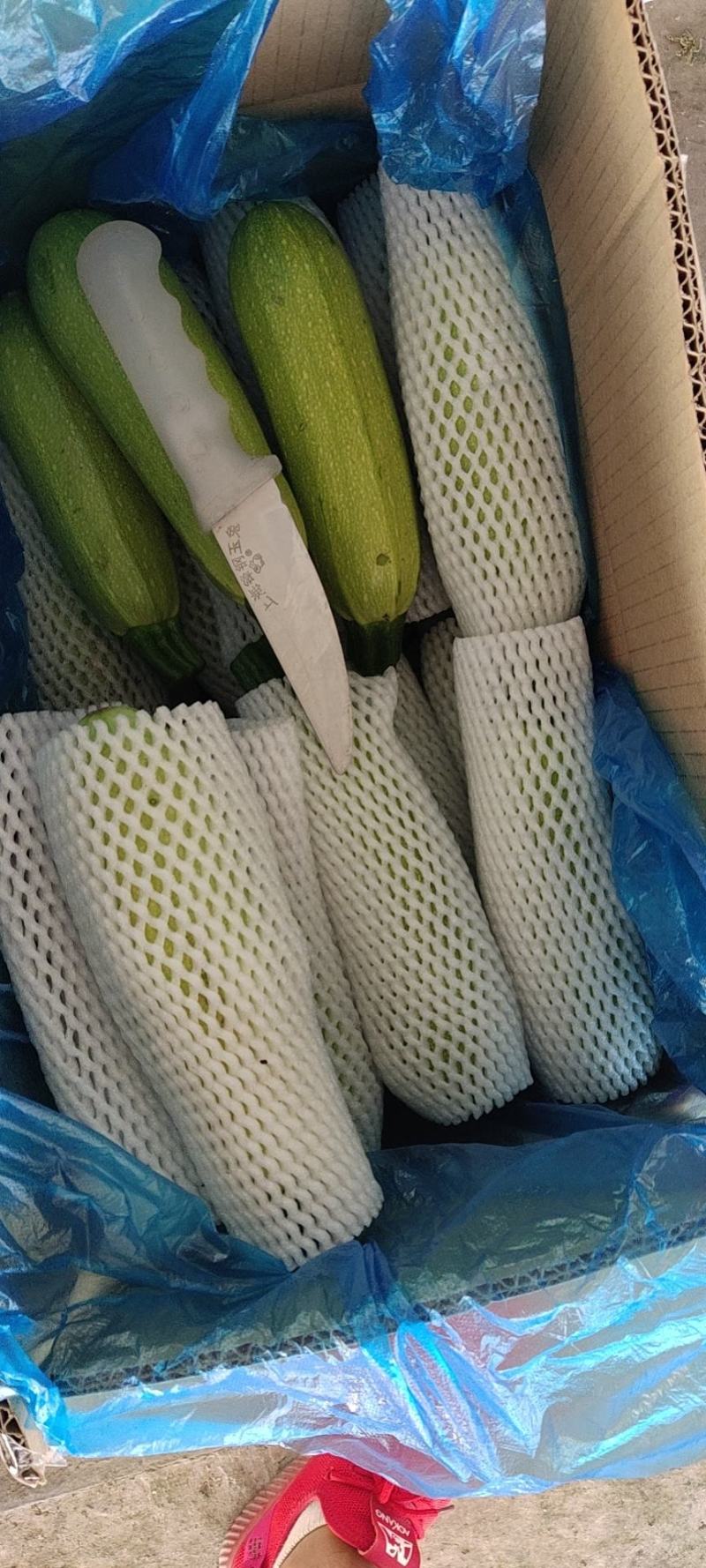 西葫芦大量有货，需要的联系