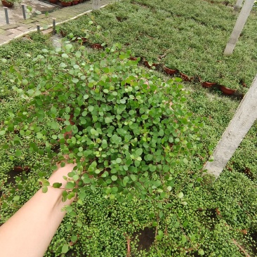 千叶吊兰盆栽园林绿化产地直销常年供货欢迎选购