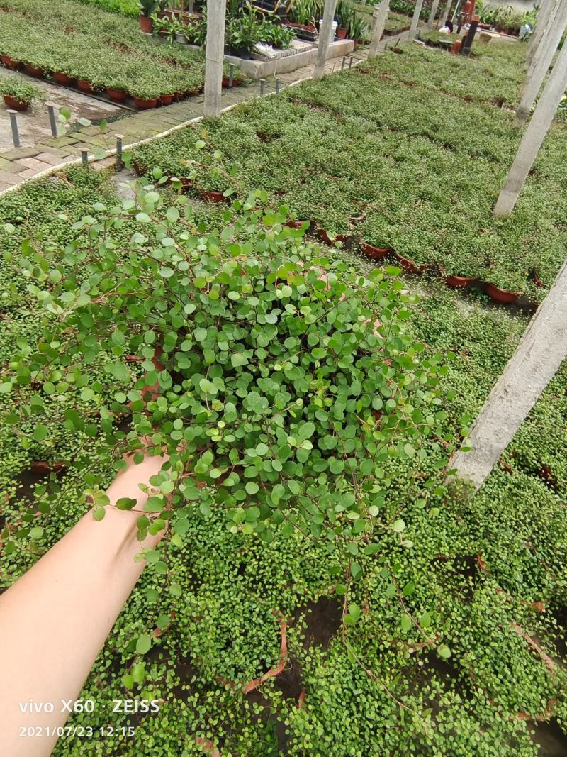 千叶吊兰盆栽园林绿化产地直销常年供货欢迎选购